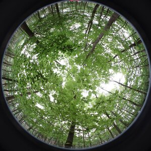 Beech stand from a fisheye perspective.. 