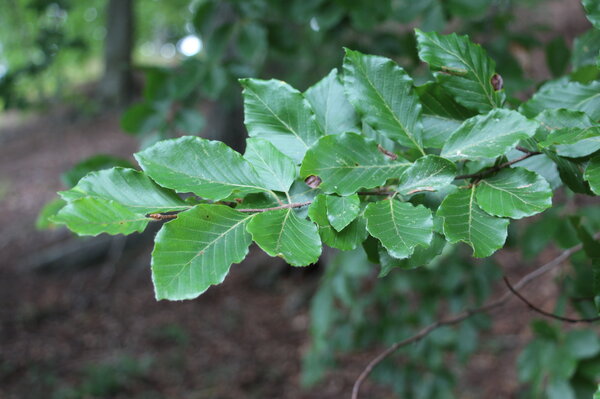 Branch with young beech leaves. Branch with young beech leaves.