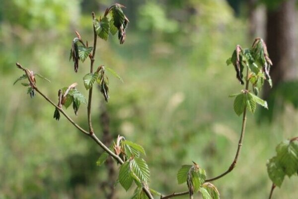 Late frost damage to a young beech tree.