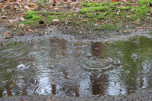 Wassertropfen fallen auf eine Pfütze auf dem Waldboden. Wassertropfen fallen auf eine Pfütze auf dem Waldboden.