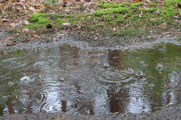 Drops of water fall onto a puddle on the forest floor. Drops of water fall onto a puddle on the forest floor.